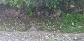Ordu'da fındık bahçelerini ceviz büyüklüğünde dolu vurdu