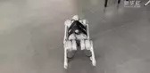 Robot Köpekler Asya Oyunları Gönüllüleri Arasına Katıldı