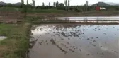 Sağanak yağış çeltik arazilerine zarar verdi