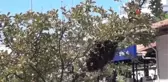Şehrin Göbeğinde Arılar Oğul Verdi