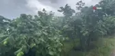 Karadeniz'de Yaşanan Olumsuz Hava Şartları Fındık Üreticilerini Endişelendiriyor