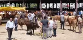 Kurbanlık alımlarında keneye dikkat