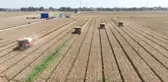 Çin, yaz hasadında tahıl kayıplarını en aza indirmeye çalışıyor