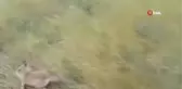 Yavru tilki, 2 metre uzunluğundaki zehirli engerek yılanını ağzıyla yakaladı