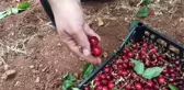İslahiye'de Kiraz Hasadı Başladı