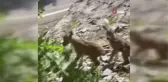 Öksüz yaban keçileri emziriliyor