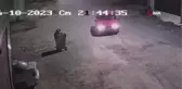 Antalya'da köpek hırsızlığı kamerada