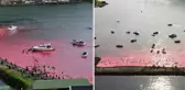 Yüzlerce balina öldürüldü! Faroe Adaları'ndaki kanlı avda denizin rengi kırmızıya döndü