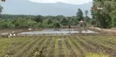 Osmanlı saray mutfağının pirinci tarlaya dron ile ekildi