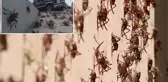 ABD'de bir kasabayı çekirgeler istila etti! Sosyal medyada 