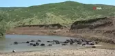 Muş'ta mandalar Karasu Nehri'nde serinliyor