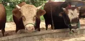 Besicilerin gözü 9 günlük bayram tatilinde