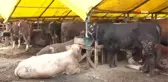 Kurban pazarlarındaki büyükbaşların yüzde 80'i satıldı