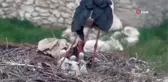 Leylekleri güvenlik kamerası ile izliyor