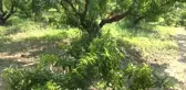 Aydın'da Şeftali Üreticileri Zor Durumda