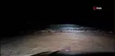 Boz ayılar çöplükte yiyecek ararken görüntülendi