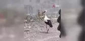 Kızılcahamam'ın leylekleri esnafla beraber yaşıyor