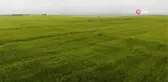 Konya Ovasında Hasat Sezonu Yaklaşırken Çiftçilere Ürün Satış Uyarısı