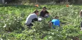 Şırnak'ta Sebze Üretimine Destek Projesi