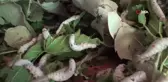 Batman'da ekonomik getirisi yüksek olan kozada hasat başladı