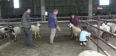 Besiciler kurbanlık satışlarından memnun