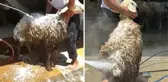 Oto yıkamacıda tepki çeken görüntü! Köpükledikleri koyunlar tazyikli suyla yıkandı