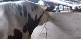 Bursa'nın en ağır büyükbaş kurbanlığı 1 ton 50 kilogram ağırlığı ile 'Paşa' oldu