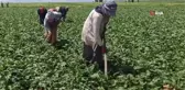 Tarım işçisi kadınlar pancar üretimi mesaisinde