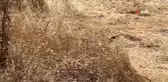 Yılanların çiftleşme dansı görüntülendi
