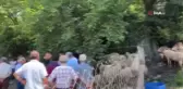 Kurban Pazarlarında Hareketlilik