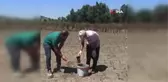 Hububat ekili alanlarda tarla faresi ile mücadele