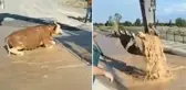 Su kanalına düşen boğa nefes kesen hamleyle böyle kurtarıldı