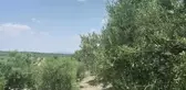 Akhisar'da Zeytin Ağaçları Bu Sene Ürün Vermedi