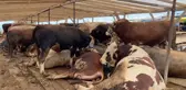 Kurbanlık hayvan fiyatları arttı