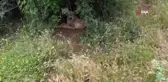 Başıboş köpekler açlıktan birbirlerini yiyor
