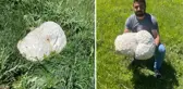 Kaya sandıkları cisim dev mantar çıktı! Neredeyse 13 kilogram