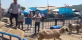 Kurban pazarında dişi hayvanlara ultrason cihazıyla hamilelik kontrolü yapıldı