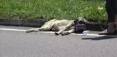 Yaralı köpek için seferber oldular