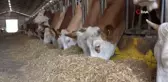 Kurban etlerini üst üste koymayın