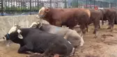 Kurban pazarlarında arefe hareketliliği