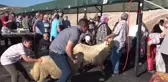 Bayram namazından çıkan vatandaşlar kurbanlarını kesti