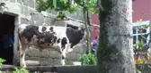 Rize'de kurbanlık boğa sahibini yaraladı: 'Kendimize güvendik ama o bizden erkek çıktı'