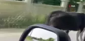 Sahibinin elinden kaçan kurbanlık cadde üzerinde böyle koşmaya başladı... O anlar kamerada