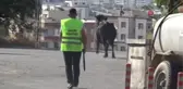 Şanlıurfa'da kaçan büyükbaş kurbanlık zor anlar yaşattı