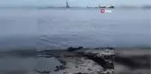 Nesli Tehlike Altında Olan Su Samuru Tekirdağ'da Görüntülendi