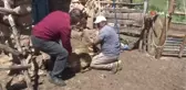 Sivas'ta koyun kırkım işlemine başlandı
