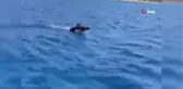 Bodrum açıklarında yüzen domuz tatilcileri şaşırttı