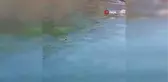 Dağ keçileri Karakaya Barajı kıyısında mahsur kaldı