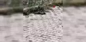 Yılanların dansı kameraya böyle yansıdı