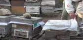 Bursa'da ilginç hırsızlık...Arıları kovanlarıyla birlikte çaldılar